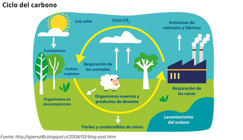 Ciclo del Carbono